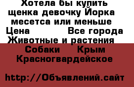 Хотела бы купить щенка девочку Йорка 2 месетса или меньше › Цена ­ 5 000 - Все города Животные и растения » Собаки   . Крым,Красногвардейское